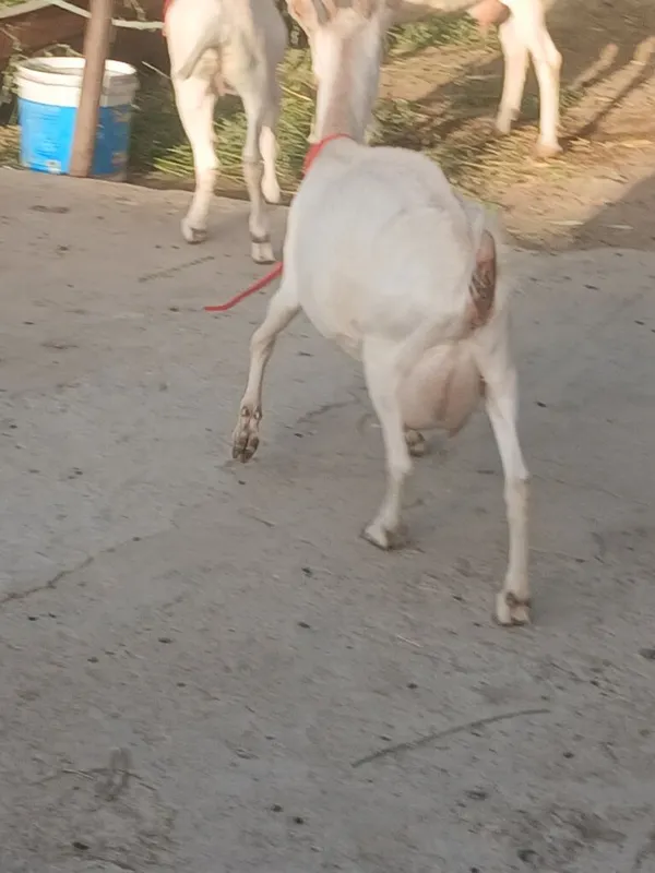 Zanin zotli echki sotiladi 1chi qorin 1.5litr 2