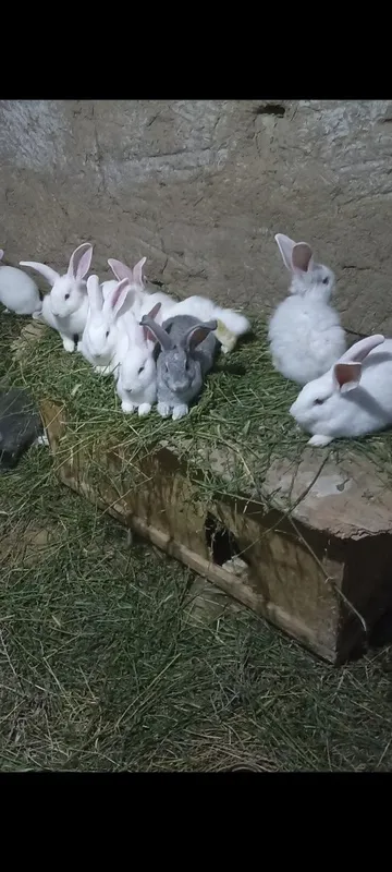 Quyonlar sotiladi soglom xikol qoni tozasi 2