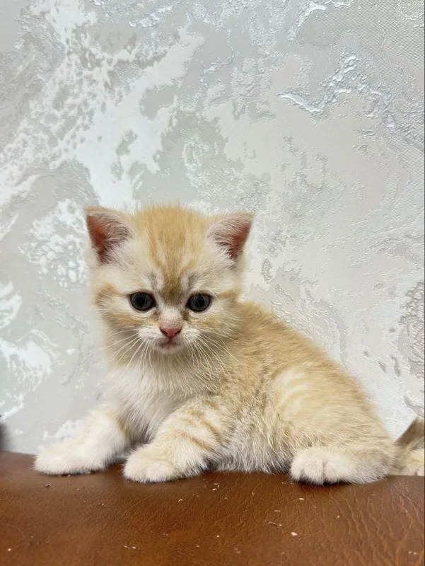 Золатая шиншилла — фото 6