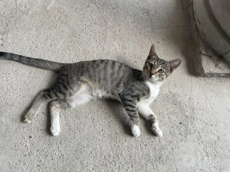 Котёнок 3–4 месяцев Отдам Бесплатно 3 Котёнок 3–4 месяцев Отдам Бесплатно 3