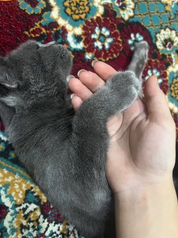 Красивая кошка по имени Белла 1 Красивая кошка по имени Белла 1