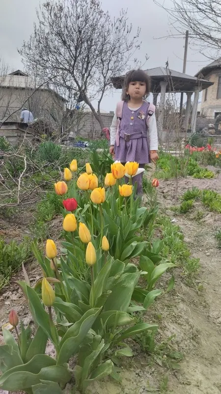 Лола гулини пийози сотилади донага — фото 2