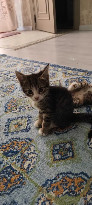 Котята от мышеловки — фото 1