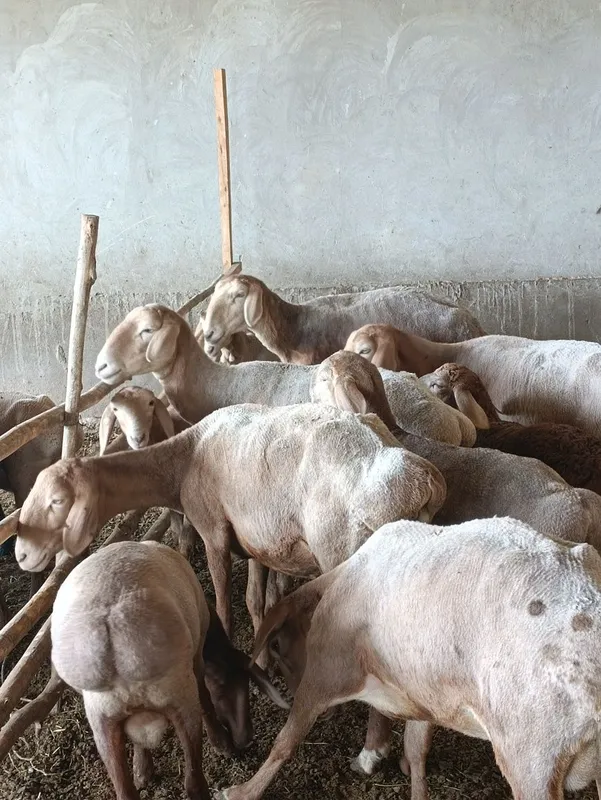 Арашан она бола, кузилари сотилади 2 Арашан она бола, кузилари сотилади 2