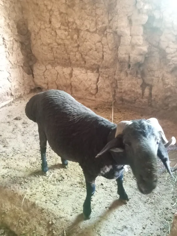Qochqor sotiladi 1