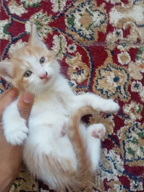 Mushuk bolasi tekinga beriladi! 1 Mushuk bolasi tekinga beriladi! 1