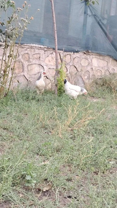 Zottor tovuqlar sotiladi 7 Zottor tovuqlar sotiladi 7