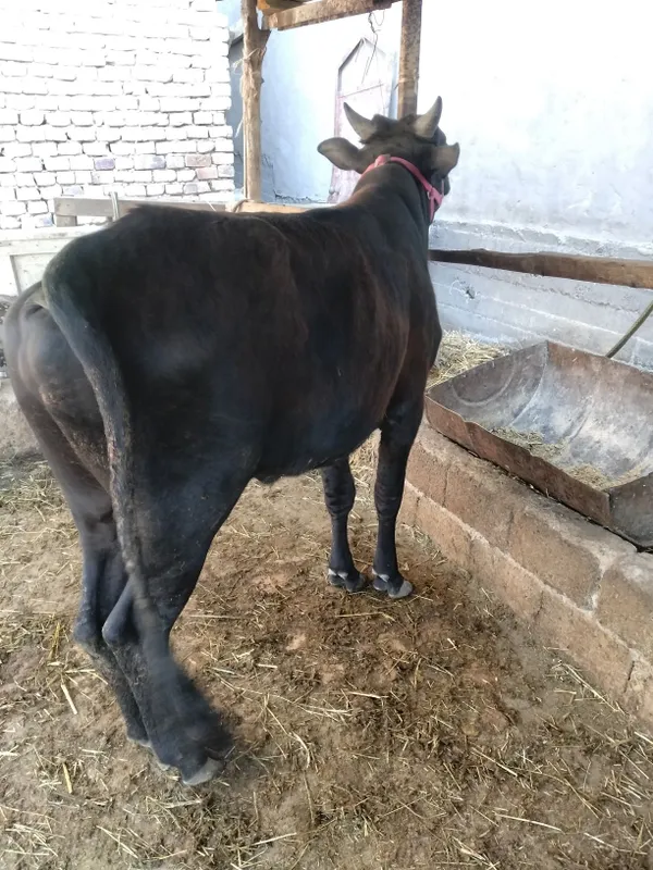 Buqa sotiladi 1,5 yosh
