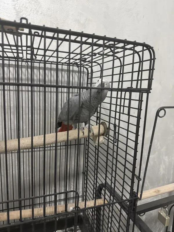 Jako (African Grey) papugay 7 Jako (African Grey) papugay 7