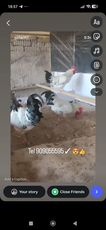 Adler uheyul Jersi va avstarlob tuhumlari bor 1 Adler uheyul Jersi va avstarlob tuhumlari bor 1