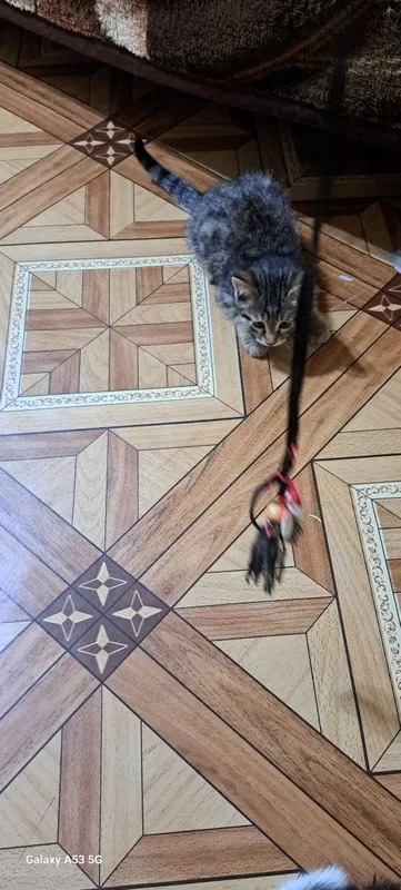 Котята в добрые руки 2 Котята в добрые руки 2