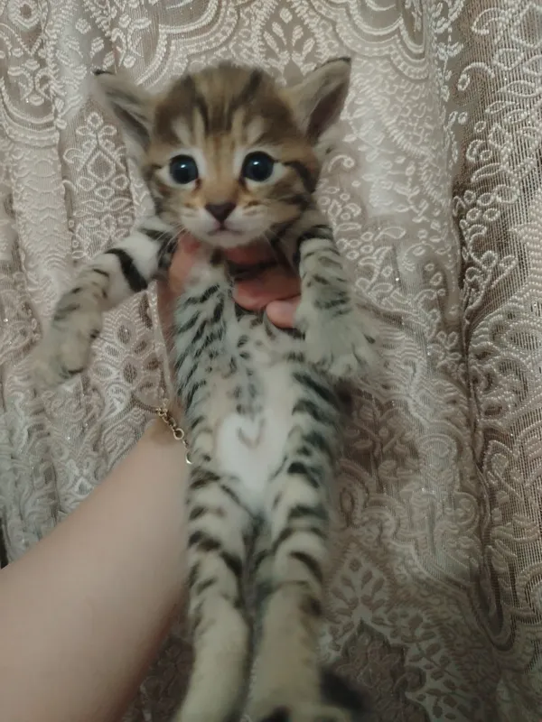 Продаётся кошка с котятами 5 Продаётся кошка с котятами 5