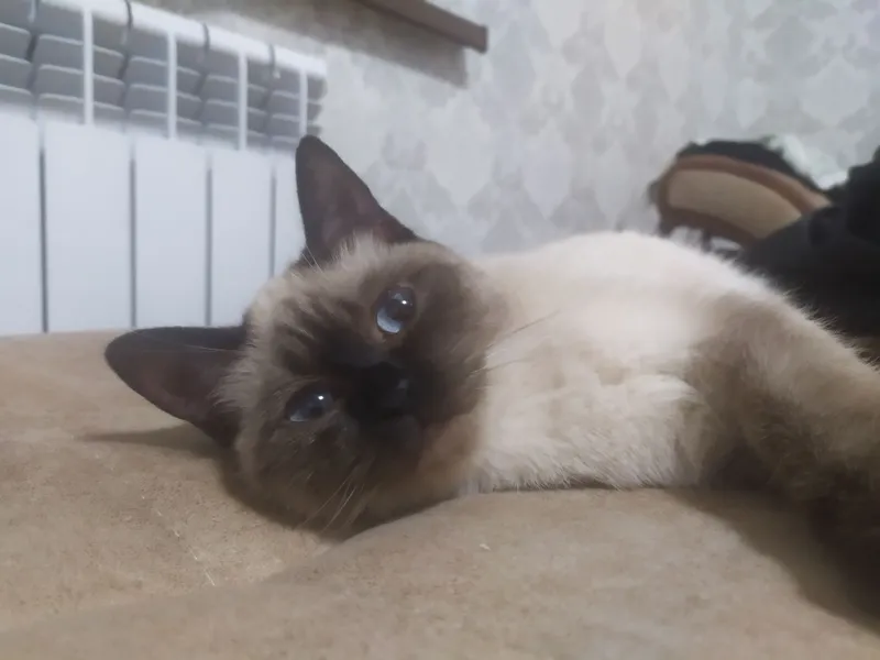 Кошка 5 Кошка 5