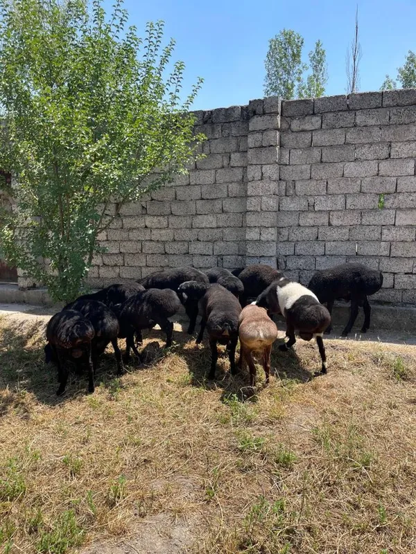 Qoy bor aqiqa exson tadbirlarga qasob xizmatlari bor — фото 3