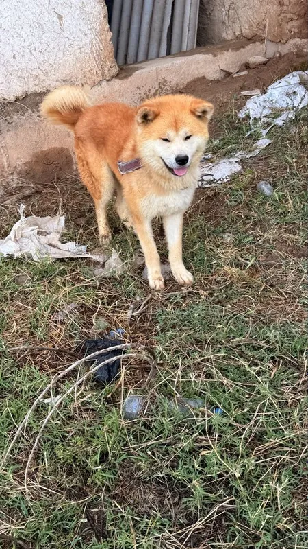 Akita Inu Erkak 2 yosh — фото 3