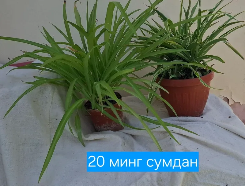 Продаются цветы в горшках, адрес: город Термез 5 Продаются цветы в горшках, адрес: город Термез 5