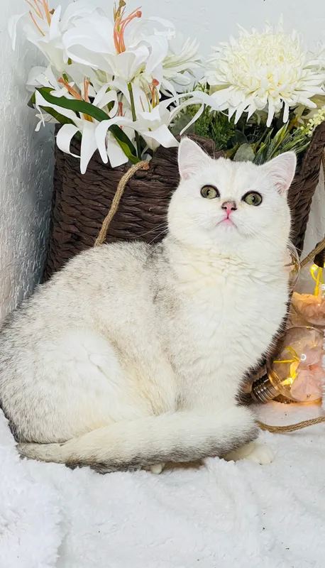 британка шиншилла 6 британка шиншилла 6