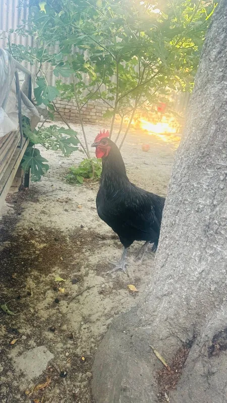 Qora shaxzoda, Qichqirganiga 1oy bo'ldi — фото 2