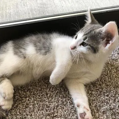 Котенок Мушучка яхши кулларга — фото 4