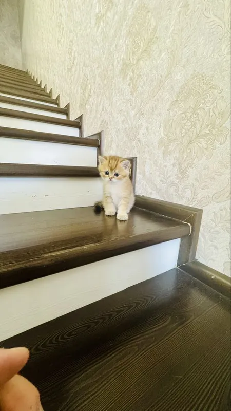 Золотая шиншилла продаётся — фото 1