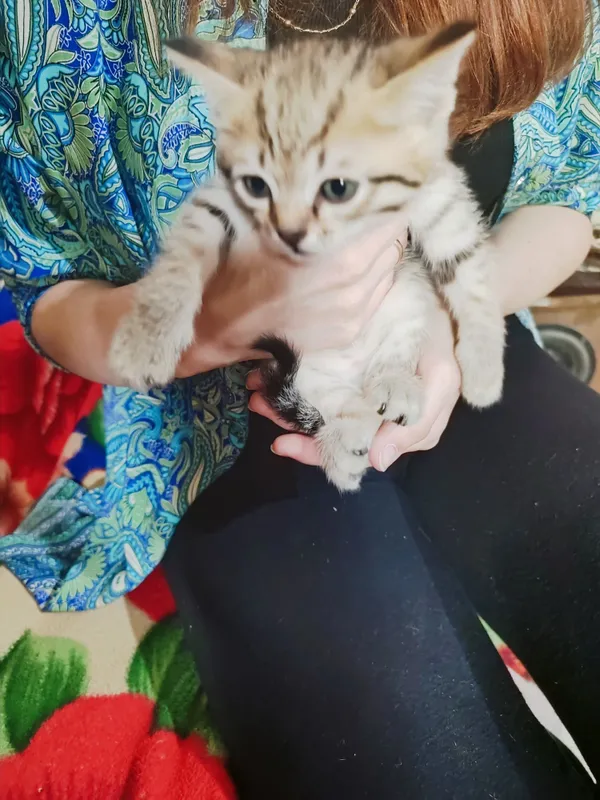 Котята в добрые руки — фото 4