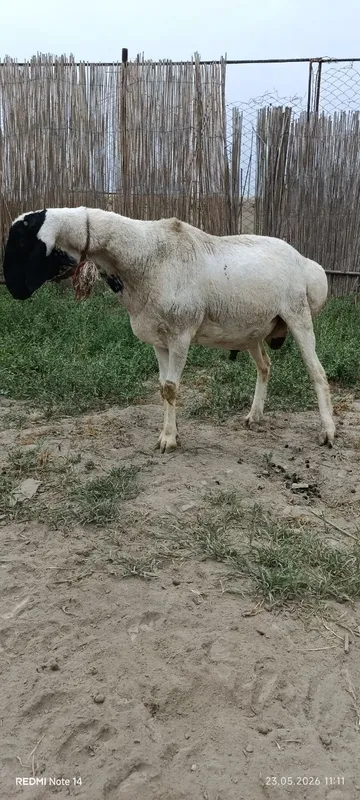 Qara quloq zotdor qo'chqor sotiladi