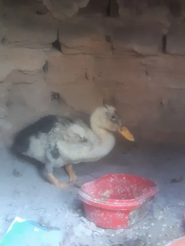Uyda boqilgan juja 1 Uyda boqilgan juja 1