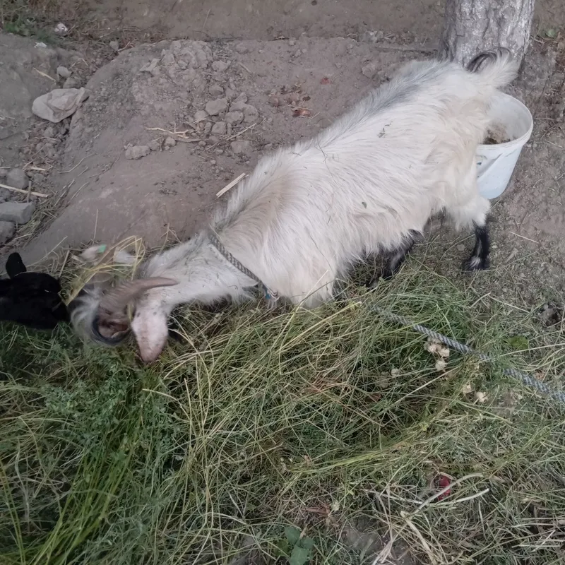 Echki ona bacha sotiladi 2 Echki ona bacha sotiladi 2
