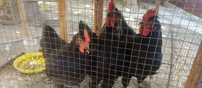 Продаю гусей и петухов 3 Продаю гусей и петухов 3