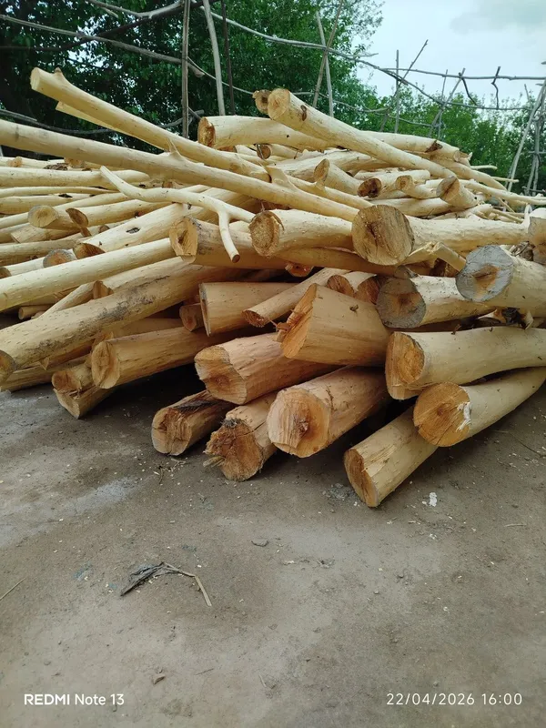 Тол хода сотилади