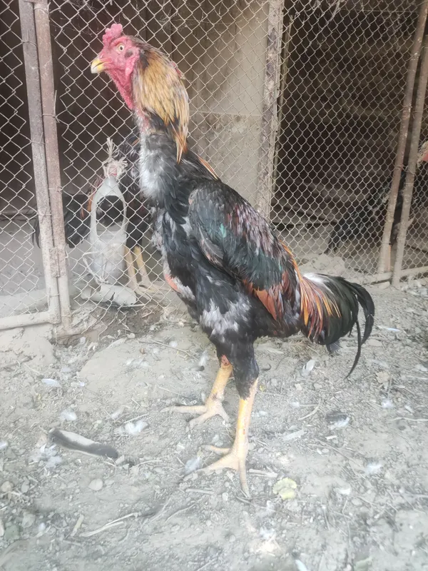 dakan horoz sotiladi toza qonli horoz 4 kg 10 oyli