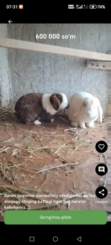 Zotdor quyonla uyda boqishga zo‘r paroda baran kotta quloq
