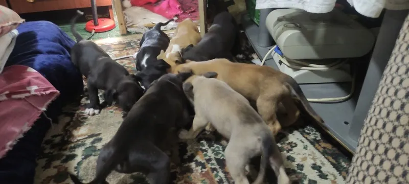 Amirikanskiy pitbul Amirikanskiy pitbul