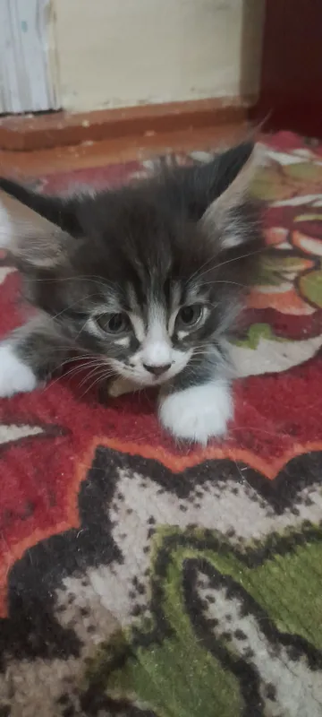 кошка