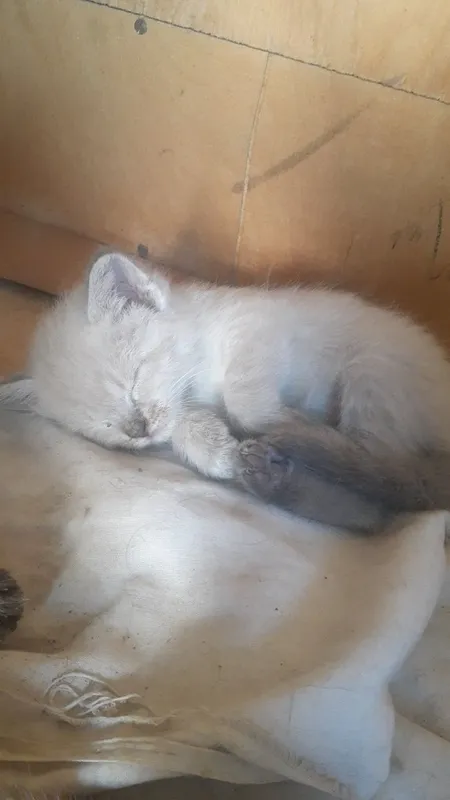 Продаются котята. 4 Продаются котята. 4