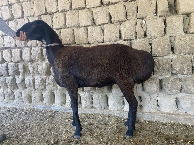 Shivet va qõy sotiladi 4