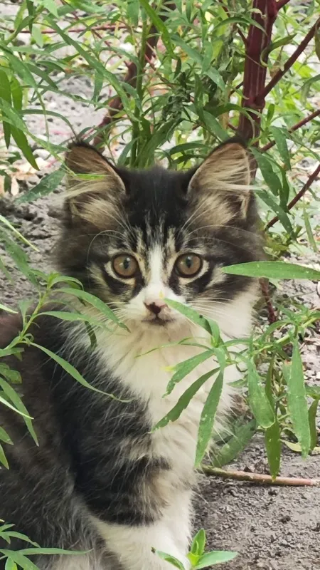 Котята, отдам в хорошие руки