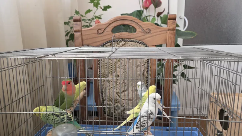 Продаются попугаев 3 Продаются попугаев 3