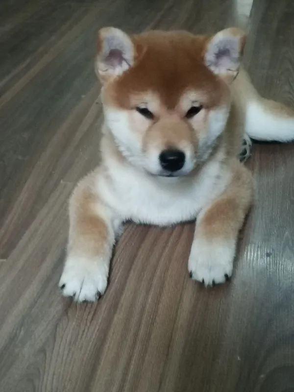 Продаются щенки Сибо-ино "Shiba-ino" — фото 3