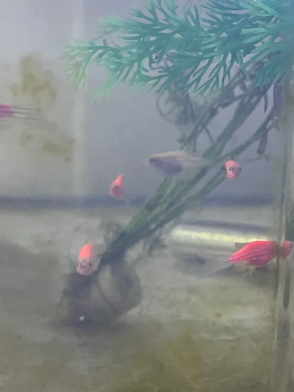 Danio baliqlari akvariumniy 10.000 sum donasi