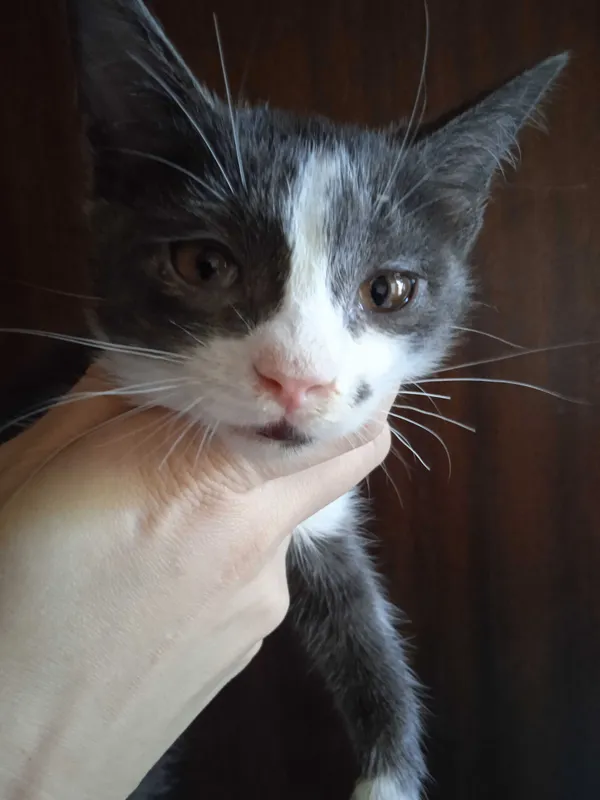Красивые котята -девочки, 3 месяца. — фото 7