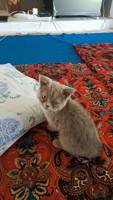 Zotdor mushuk sotiladi 2 Zotdor mushuk sotiladi 2
