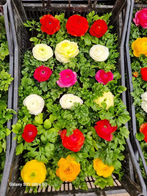 Ranunculus Lyutik