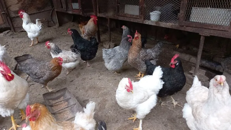 Продаются домашние яйца. Домашний тухум сотилади. — фото 3