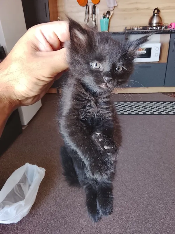 Отдам даром красивых котят 1 Отдам даром красивых котят 1