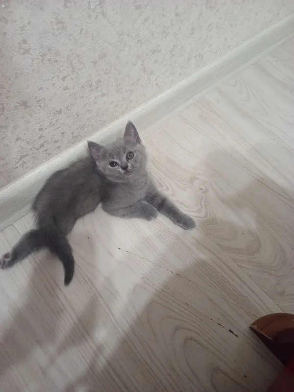 Котят страйд СОТИЛАДИ 2