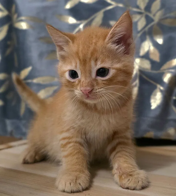 Срочно В хорошие Руки котята ! — фото 4