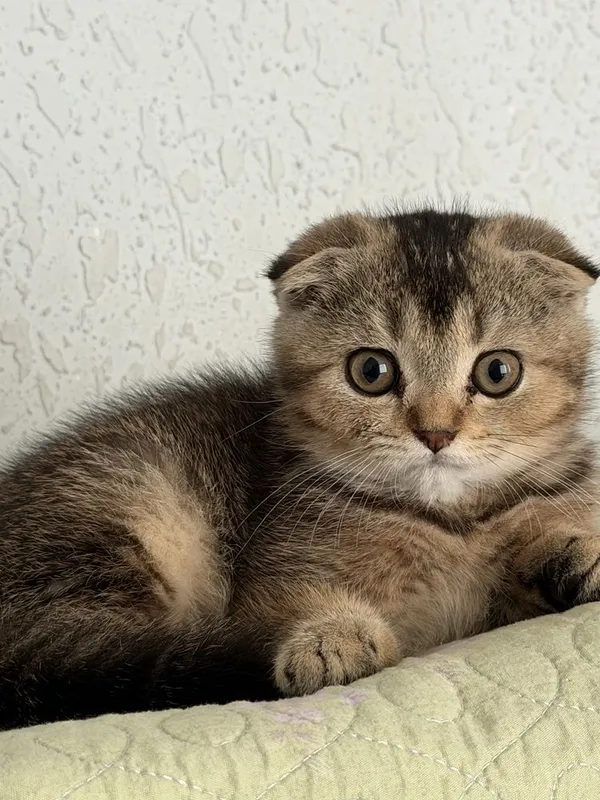 Продаётся шотландский вислоухий котёнок 3 месяца — фото 1