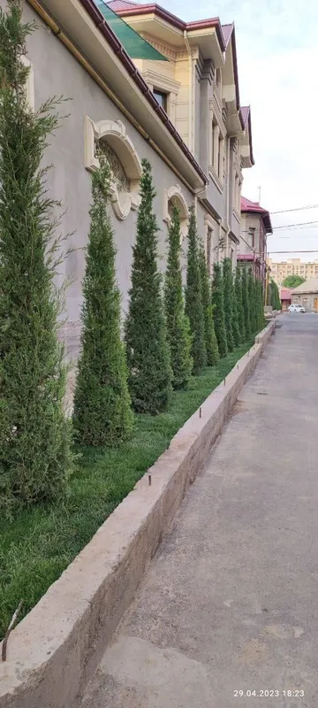 Archa kesamiz ekamiz shakl beramiz xovlidagi boshqa daraxtlaga — фото 3