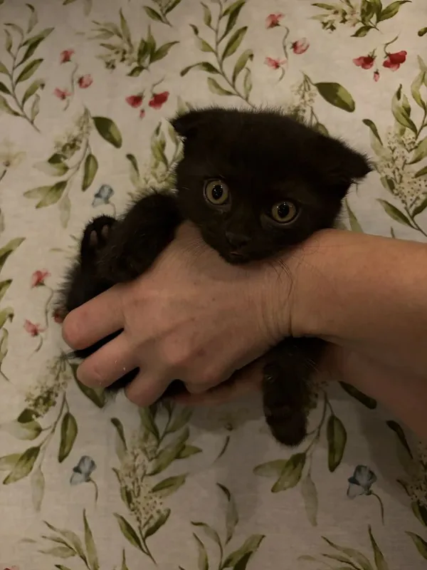 Продаются котята — фото 2